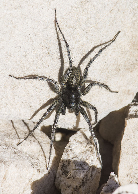 Pardosa sp. maschio - P.N. del Gran Sasso